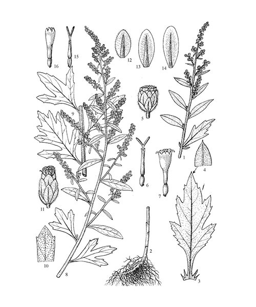 Natural compounds from  Artemisia argyi